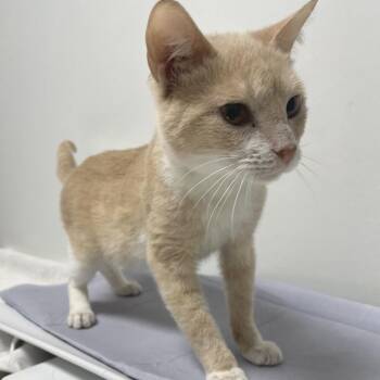 Domestic Short Hair Cats Available for Adoption - Prince | PetCurious