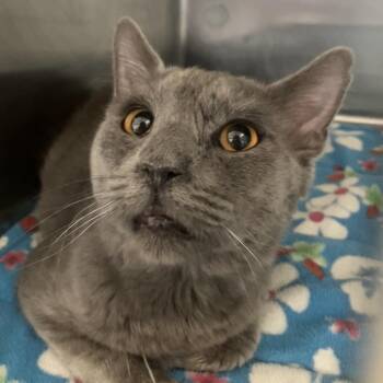 Benito -  Domestic Short Hair Cat for Adoption in Grass Valley, California - Benito | PetCurious