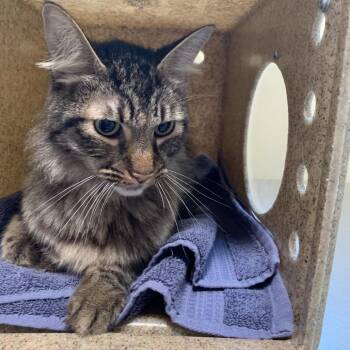Figaro -  Domestic Medium Hair Cat for Adoption in Pasadena, California - Figaro | PetCurious