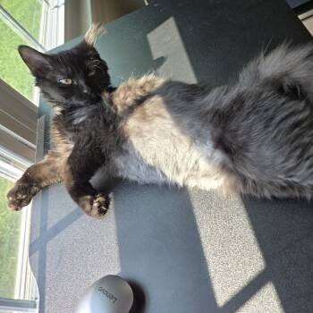 Mindy -  Domestic Medium Hair and Maine Coon Cat for Adoption in UNIVERSITY PA, Maryland - Mindy | PetCurious