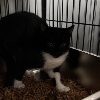 Bailey -  Domestic Short Hair Cat for Adoption in Pawling, New York - Bailey | PetCurious