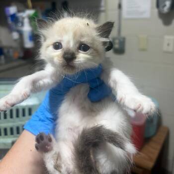 SAS-A-91728 -  Domestic Short Hair Cat for Adoption in Milton, Florida - SAS-A-91728 | PetCurious