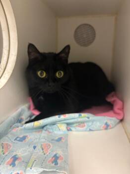 Lucky (S Mohawk) -  Domestic Short Hair Cat for Adoption in Johnson City, Tennessee - Lucky (S Mohawk) | PetCurious