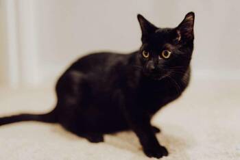 Rescue American Shorthair Cats for Adoption in Houston, Texas - Cheese | PetCurious