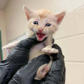 Nick -  Domestic Short Hair Cat for Adoption in Reno, Nevada - Nick | PetCurious