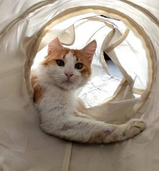 Domestic Long Hair Cats Available for Adoption in San Jose, California - Syracuse | PetCurious