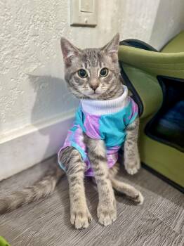 Rescue Domestic Short Hair and Tabby Cats for Adoption in Vallejo, California - Marshmallow | PetCurious