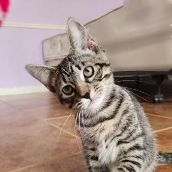 Cappuccino -  Domestic Short Hair Cat for Adoption in Lafayette, Louisiana - Cappuccino | PetCurious