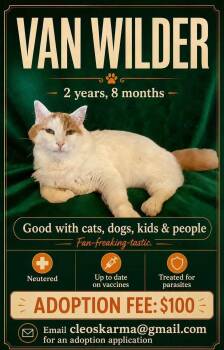 Van Wilder -  Domestic Medium Hair Cat for Adoption in Duchess, Alberta - Van Wilder | PetCurious