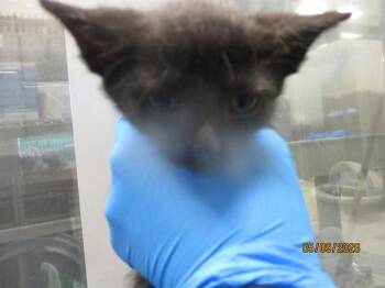 ABIGAIL -  Domestic Short Hair Cat for Adoption in Oklahoma City, Oklahoma - ABIGAIL | PetCurious