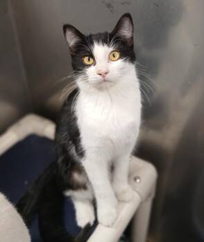 Domestic Short Hair Cats Available for Adoption - Abigail | PetCurious