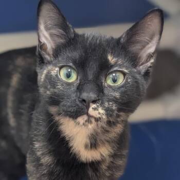 Mocha -  Domestic Short Hair Cat for Adoption in Sonoma, California - Mocha | PetCurious