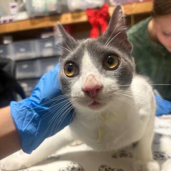 Oreo -  Domestic Short Hair Cat for Adoption in Milton, Florida - Oreo | PetCurious
