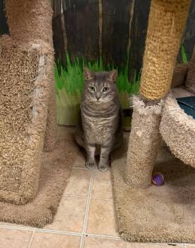 Dolly -  Domestic Short Hair Cat for Adoption in Saint James City, Florida - Dolly | PetCurious