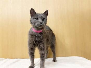 Domestic Medium Hair Cats Available for Adoption - BLUEBELL | PetCurious