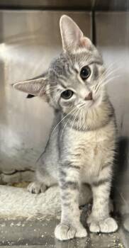 MEGAN -  American Shorthair Cat for Adoption in Massapequa, New York - MEGAN | PetCurious