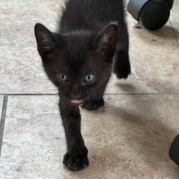 Newbie C1 -  Domestic Short Hair Cat for Adoption in Pahoa, Hawaii - Newbie C1 | PetCurious