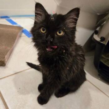 Jelly Donut -  Domestic Short Hair Cat for Adoption in Dallas, Texas - Jelly Donut | PetCurious