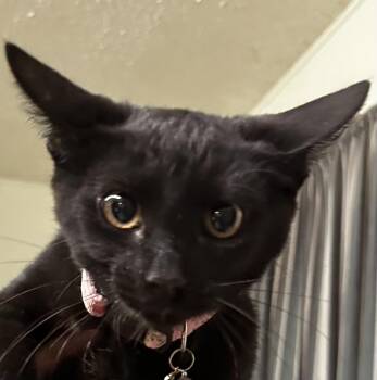 Amarosa -  Domestic Short Hair Cat for Adoption in Long Beach, California - Amarosa | PetCurious