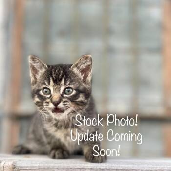 Domestic Short Hair Cats Available for Adoption in Eaton Rapids, Michigan - Sloosha  55846 | PetCurious