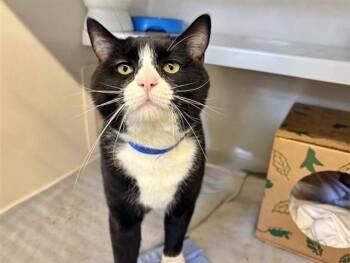 BOATY -  Domestic Short Hair Cat Available for Adoption in Brentwood, Missouri - BOATY | PetCurious