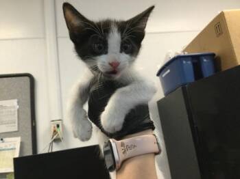 A1918118 -  Domestic Short Hair Cat for Adoption in Thousand Palms, California - A1918118 | PetCurious