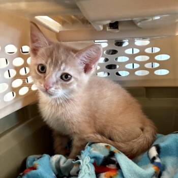 Joe -  Domestic Short Hair Cat for Adoption in Mondovi, Wisconsin - Joe | PetCurious