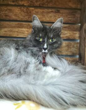 Satine -  Domestic Medium Hair Cat for Adoption in Grand Rapids, Michigan - Satine | PetCurious