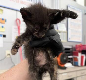LEELAH -  Domestic Short Hair Cat for Adoption in Dallas, Texas - LEELAH | PetCurious