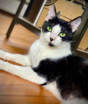 Esmeralda -  Domestic Short Hair Cat for Adoption in East Hartford, Connecticut - Esmeralda | PetCurious