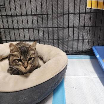 Domestic Medium Hair Cats Available for Adoption - Bambi | PetCurious