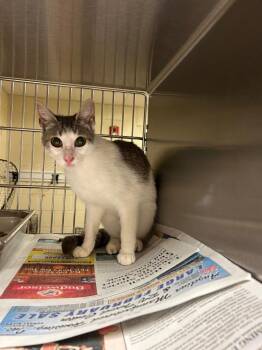 Tabby Cats Available for Adoption in Nacogdoches, Texas - Krait | PetCurious