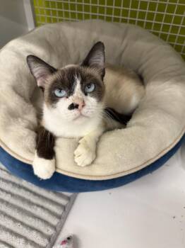 Henley 4422 -  Siamese and Snowshoe Cat for Adoption in Dallas, Texas - Henley 4422 | PetCurious