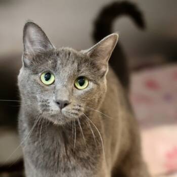 Rescue Domestic Short Hair Cats for Adoption in Hastings, Minnesota - Jenna | PetCurious