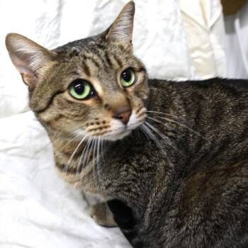 Ziggy C12188 -  Domestic Short Hair Cat for Adoption - Ziggy C12188 | PetCurious