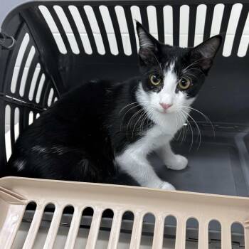 Mr. Handsome -  Domestic Short Hair Cat for Adoption in Beaumont, Texas - Mr. Handsome | PetCurious