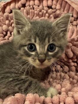Tabby and Domestic Medium Hair Cats Available for Adoption in Brookhaven, Mississippi - Riffraff 26 | PetCurious