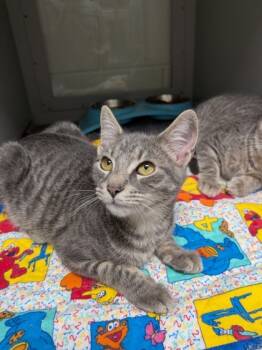 Rescue Domestic Short Hair Cats for Adoption in Louisburg, North Carolina - Woody | PetCurious