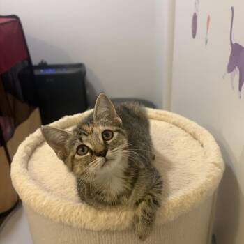 PIPPA -  Domestic Short Hair Cat for Adoption in Hamilton Township, New Jersey - PIPPA | PetCurious