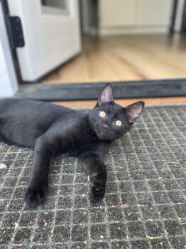 Domestic Short Hair Cats Available for Adoption - Frank | PetCurious