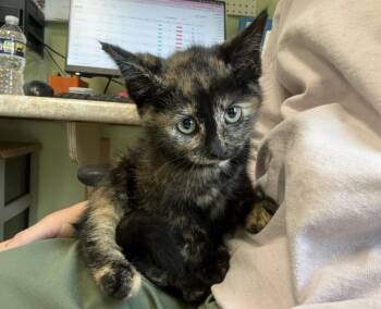 Madigan -  Tortoiseshell Cat for Adoption in Warren, Pennsylvania - Madigan | PetCurious