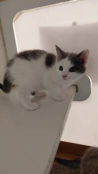 Domestic Short Hair Cats Available for Adoption in Cincinnati, Ohio - Catillac | PetCurious