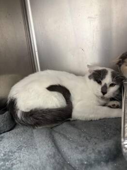 Domestic Short Hair Cats Available for Adoption in Waterloo, Iowa - Sassy-Barn Cat | PetCurious