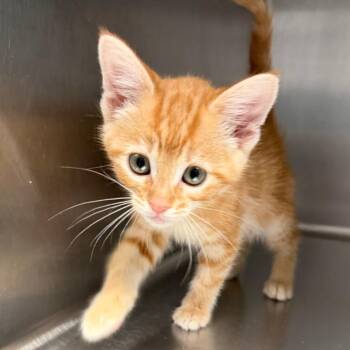 Blaze -  Domestic Short Hair Cat for Adoption in Blairsville, Georgia - Blaze | PetCurious