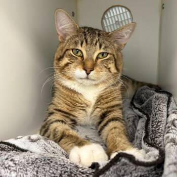 Domestic Short Hair Cats Available for Adoption in Clavet, Saskatchewan - The Legend | PetCurious