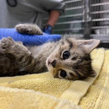 Domestic Short Hair Cats Available for Adoption in Charlottesville, Virginia - Strawberry | PetCurious