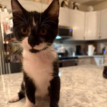 Rescue Domestic Short Hair Cats for Adoption in Grand Rapids, Minnesota - Soren | PetCurious