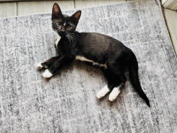 Penguin -  Domestic Short Hair Cat for Adoption in Alafaya, Florida - Penguin | PetCurious