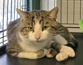 Rescue Domestic Short Hair Cats for Adoption in Anderson, Indiana - Braxton | PetCurious