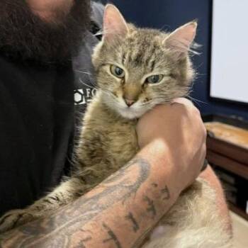 Sriracha -  Domestic Short Hair Cat for Adoption in Woodinville, Washington - Sriracha | PetCurious